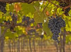 Bodegas Carabal en Alía. Denominación de Origen Ribera del Guadiana.