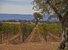 Bodegas Carabal en Alía. Denominación de Origen Ribera del Guadiana.