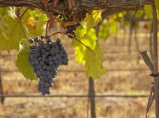 Bodegas Carabal en Alía. Denominación de Origen Ribera del Guadiana.